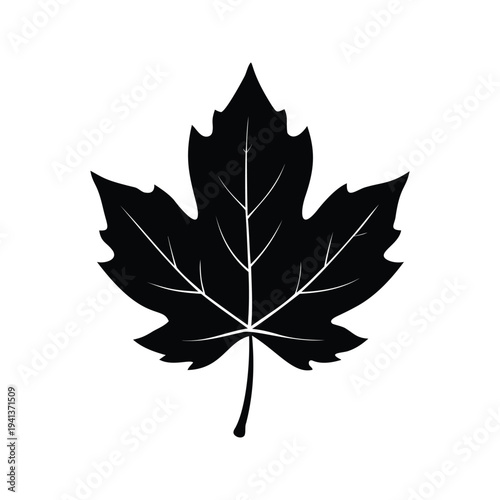 Maple leaf detailed veins and stem, elegant silhouette vector illustration, autumn leafsilhouette vector illustration
