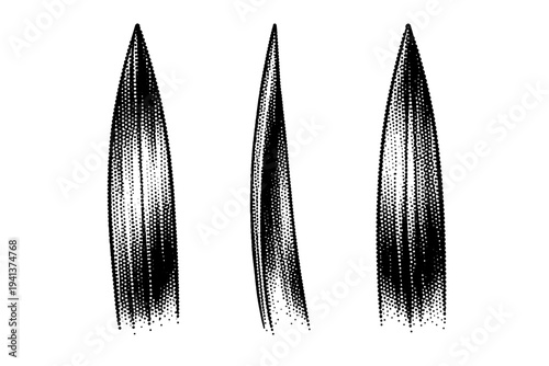Seagrass meadow blade tip detail. A realistic seagrass meadow blade tip section is depicted as a single object shown in three views highlighting tapering ends