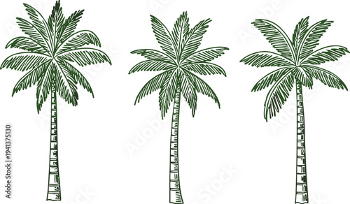 Set of Eight Detailed Green Palm Tree Illustrations Featuring Tropical Coconut Palms for Summer Vacation Beach Travel and Exotic Island Nature Graphic Design Projects