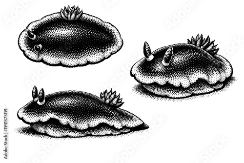 Sea slug dorid nudibranch depicted from dorsal view, lateral view, and angled three-quarter view as one thick-bodied slug with smooth mantle shape. Black and