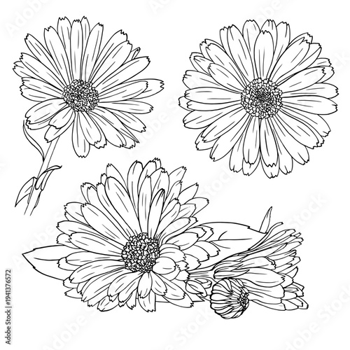 Calendula or daisy flower. vector hand-draw botanical illustration. Good for cosmetics, medicine, treating, aromatherapy, nursing, package design, field bouquet. Hand drawn wild flowers