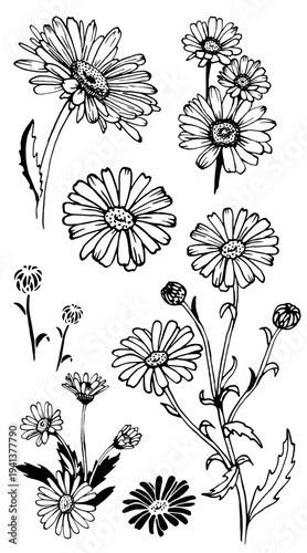 Chamomile or daisy flower. Botanical illustration. Good for cosmetics, medicine, treating, aromatherapy, nursing, package design, field bouquet. Hand drawn wild hay flowers