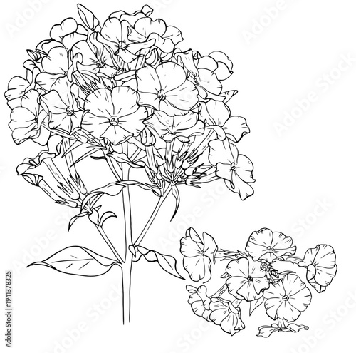 Detailed sketches showing various  of phlox flower for botanical. Vector hand drawn illustration