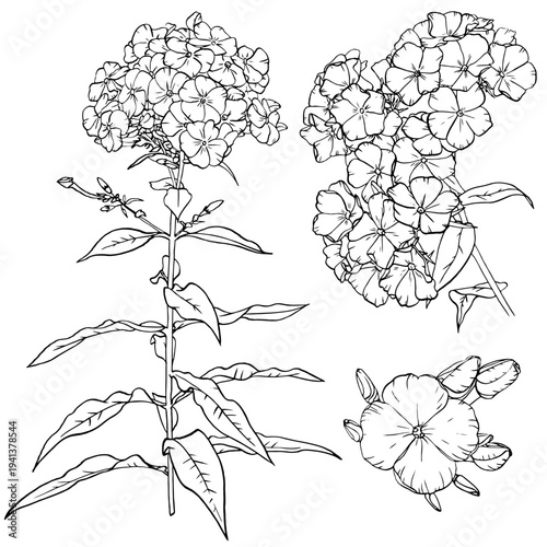 Detailed sketches showing various  of phlox flower for botanical. Vector hand drawn illustration