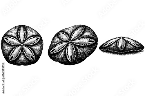 Sand dollar petal pattern A realistic sand dollar petal pattern with five-petaled radial design and pore details, shown as the same pattern area in three