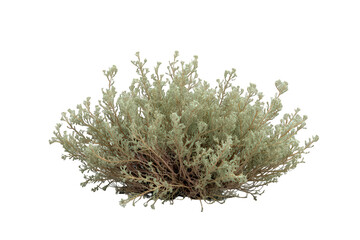 Sagebrush desert shrub with gray-green leaves and branches, cutout on transparent background, plant for isolation