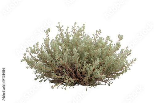Sagebrush desert shrub with gray-green leaves and branches, cutout on transparent background, plant for isolation