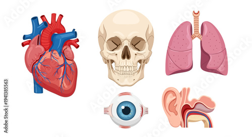 Five distinct illustrations of human anatomy organs on a white background