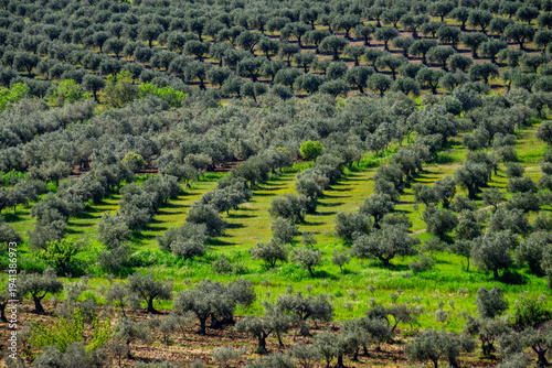 olive field, Campo Maior, Alentejo, Portugal, Europe
