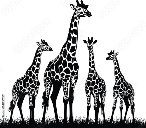 Giraffe family standing together in African savanna grass, wildlife animal silhouette illustration isolated vector design