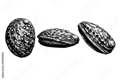 Abalone rough abalone shell illustrated from dorsal view, close side profile, and diagonal angle as the same thick shell with irregular surface texture. Black