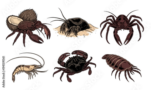 Collection of Various Crustaceans in Detailed Illustrations