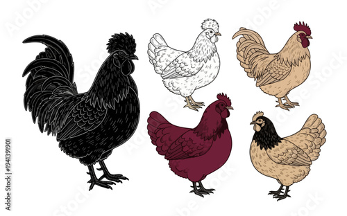 Colorful and Detailed Illustrations of Roosters and Hens