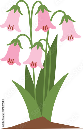 Pink bell flower plant illustration, spring garden blossom with green leaves isolated on white background