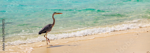Canvastavla Banner with copy space. Solitary heron walks along the shoreline