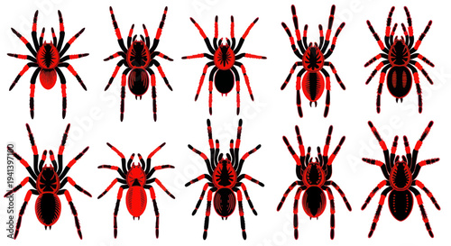 Collection of Red and Black Tarantulas Isolated on White Background