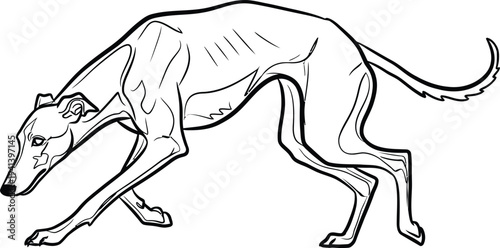 A greyhound in motion running with elegance