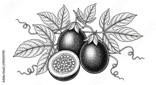 Hand Drawn Passion Fruit with Leaves and Tendrils, Black and White Sketch