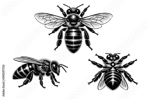 Western honey bee standing anatomy A realistic western honey bee shown as a single object in three views: dorsal top view, side profile view, and ventral