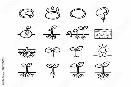 How Seeds Germinate. Line icon set of How Seeds Germinate: seed cross section, water absorption seed, swollen seed coat, sprouting root radicle, emerging shoot