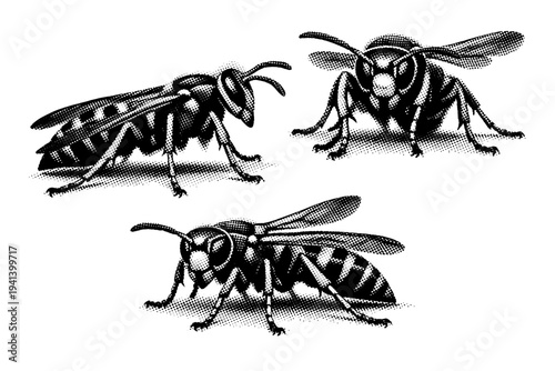 Paper wasp angled orientation. A realistic paper wasp is presented as one object shown in three angled views emphasizing overall volume, balance, and natural