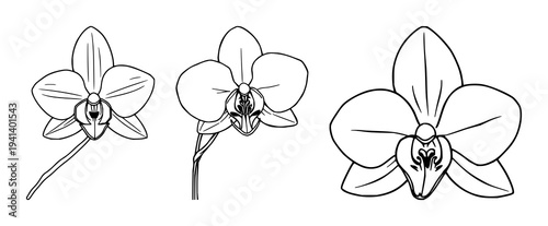 Vanilla orchid set with fine line art, botanical spice aesthetic, elegant thin lines, white background featuring pods, flowers, silk with orchids and vines