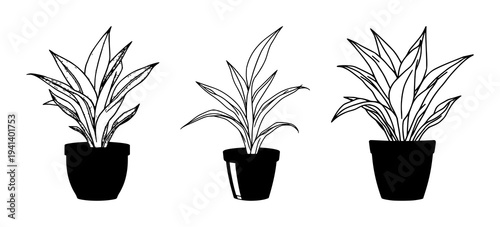 Snake plant set with minimalist indoor garden illustration featuring botanical, home decor, houseplant with terracotta pot and bold outlines