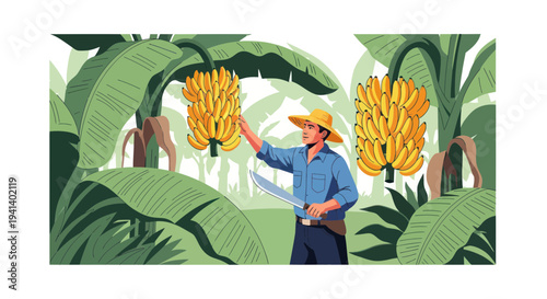 Farmer harvesting bananas in a lush plantation, tropical fruit, healthy food.
