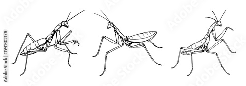 Praying Mantis set with detailed line art and a strike pose featuring insect, nature, wildlife with intricate patterns and biological sketch
