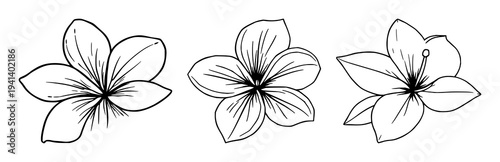 Plumeria set with fine line art design featuring tropical island aesthetic, elegant thin lines, isolated on white background with floral and botanical and illustration