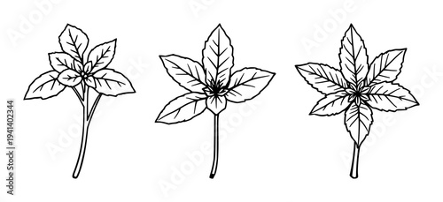 Mint sprig set with single weight line drawing featuring culinary, herb, organic with freshness and aroma