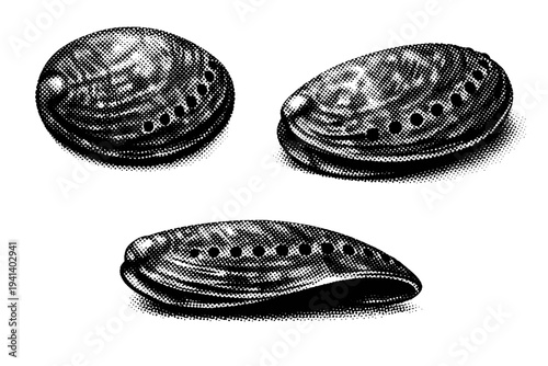 Abalone red abalone shell depicted from dorsal view, angled three-quarter view, and lateral edge view as one heavy shell with pronounced curvature