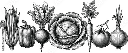 Vintage engraved vegetable illustration set, corn pepper beet cabbage carrot tomato and onion, organic farm produce botanical food drawing collection