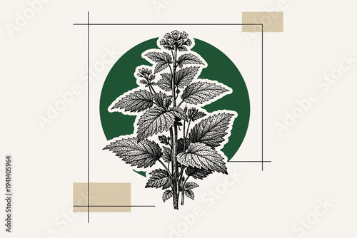 Black and white vintage scientific engraving style wild plant illustration, detailed linework leaves and stems as main object, white outline cut-out effect