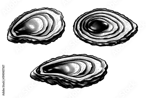 Oyster shell cross section A realistic oyster shell cross section revealing layered structure and thickness variation, shown as the same cross section in three