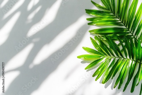 Palm frond shadows on a white surface.