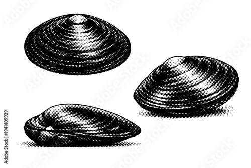 Mussel freshwater mussel depicted from top view, side view, and angled three-quarter view as one thick-shelled mussel with accurate symmetry. Black and white