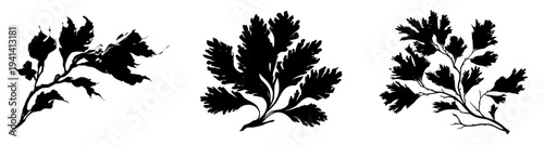 Silhouette of Seaweed Strand