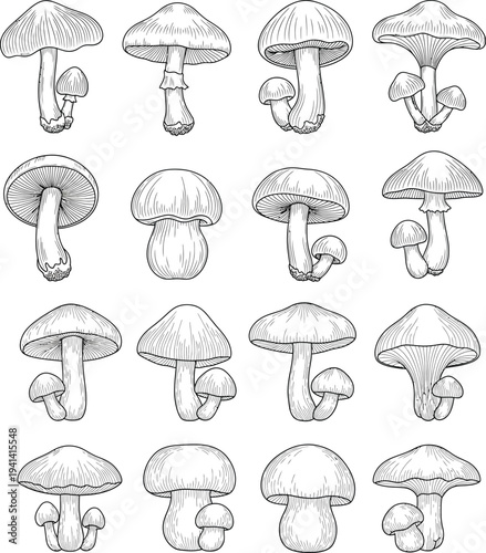 Illustrations of various mushroom species in black and white