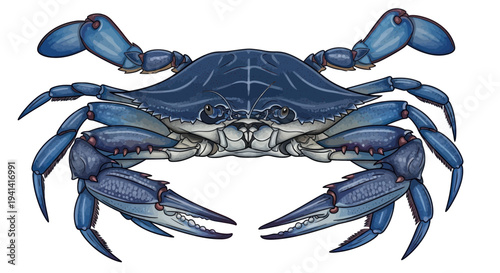 Detailed Illustration of a Blue Crab with Open Claws on White Background