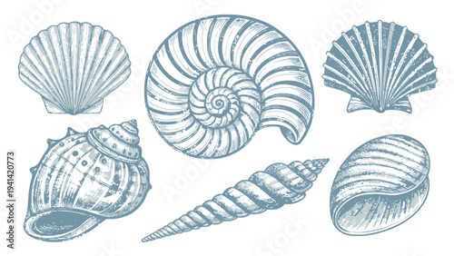 Detailed vector set of six different mollusk shells in blue tones on white background for design and decoration