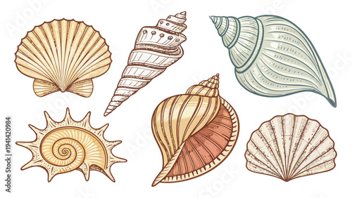 Tropical beach seashells vector illustration pack colorful ocean shells beachy vibes summer coastal elements sea shell collection