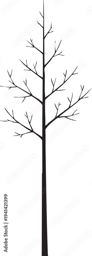 Obraz premium Winter Birch Tree Slender Leafless Trunk Silhouettes