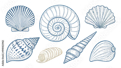 Seven seashells line art vector pack in blue and white on plain background for design use