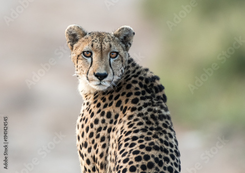 A cheetah looks directly at the camera, its spotted coat and piercing eyes a striking contrast against the soft, blurred background. The cheetah is a symbol of speed and grace in the wild.