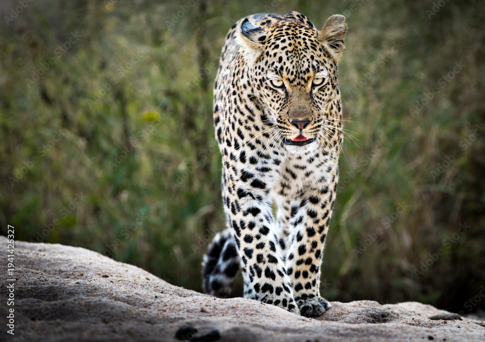 Obraz premium A leopard walks forward on a sandy bank, its spotted coat and intense gaze conveying a sense of predatory focus in its natural habitat.