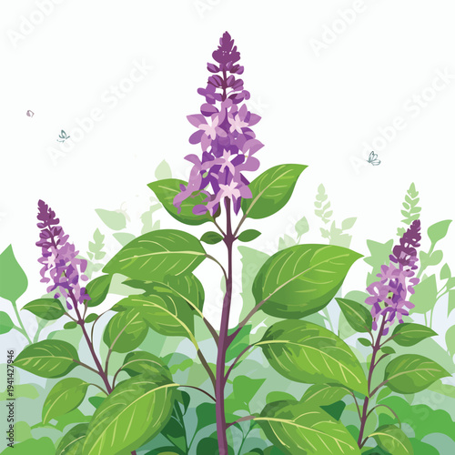 lilac flowers on white background