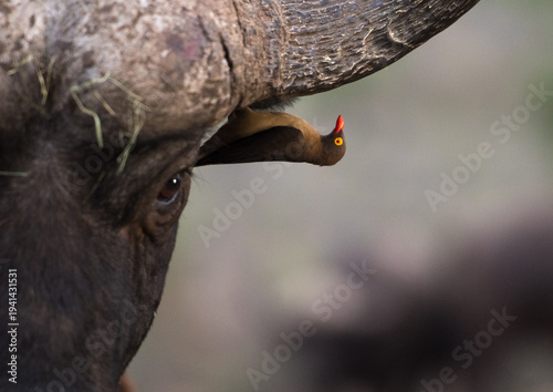 Photos A oxpecker bird with a red beak and yellow eye perches on the horn of a Cape buffalo, likely searching for ticks and parasites