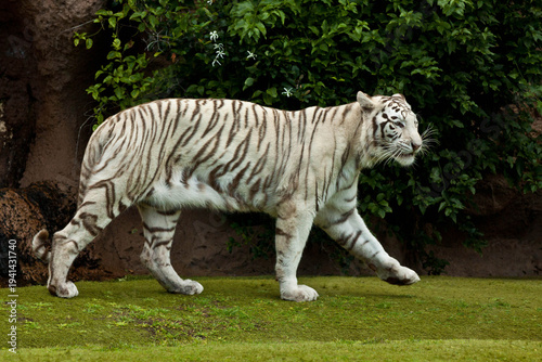 White Tiger Portrait Close-Up – Rare Bengal Tiger with Blue Eyes