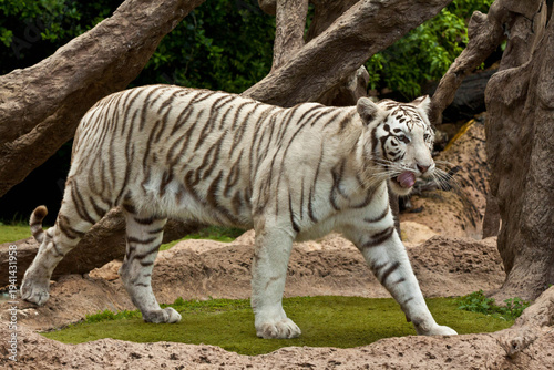 White Tiger Portrait Close-Up – Rare Bengal Tiger with Blue Eyes